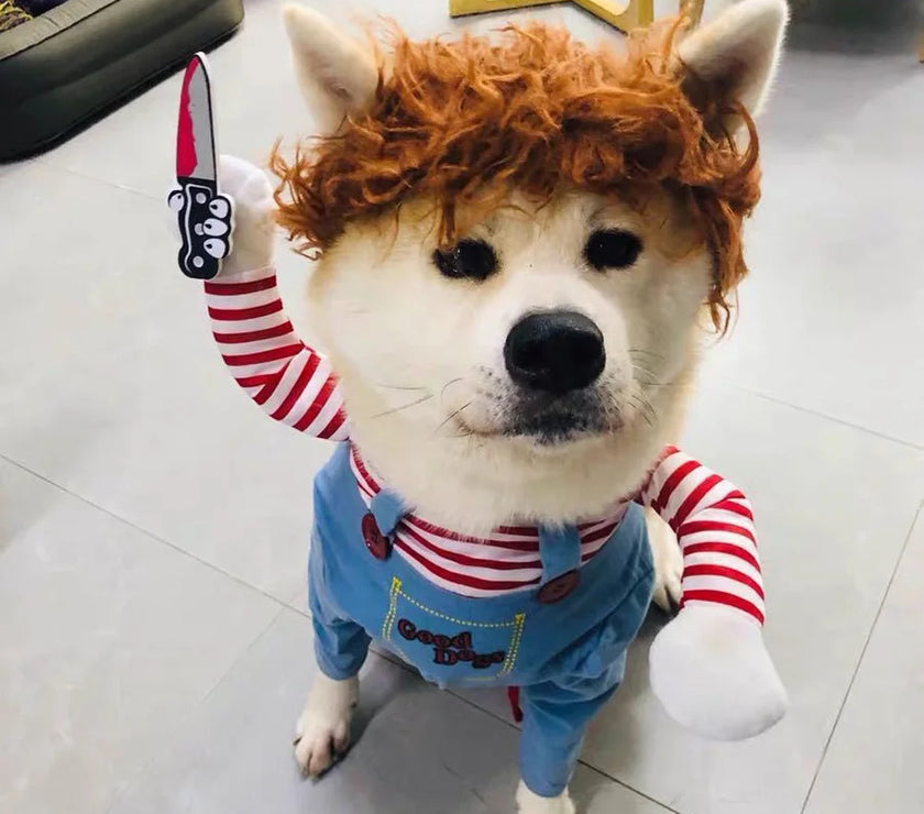 Dog Halloween Cosplay: Chucky the Deadly Doll