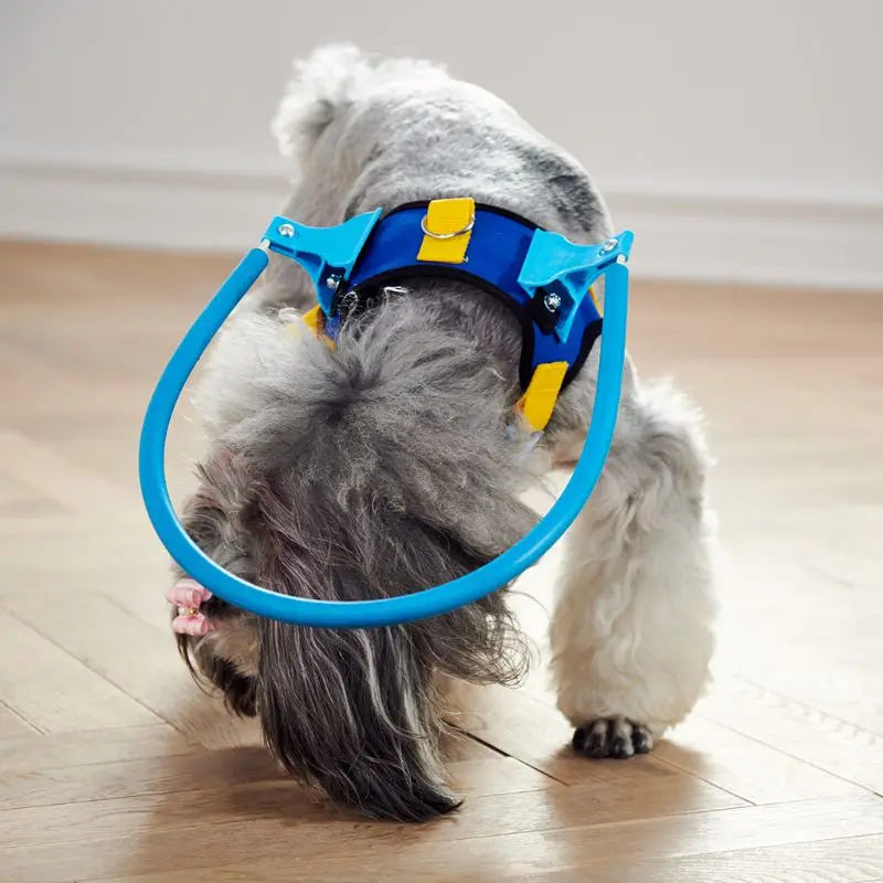 Blind Dog Halo Collar (Anti-Collision) | Safe Walks for All Sizes