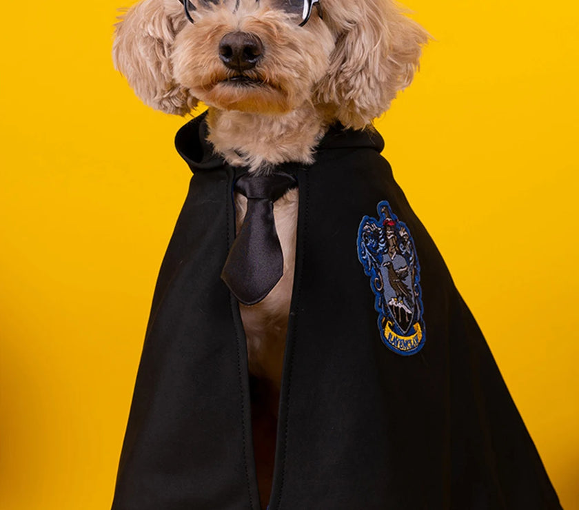 Witchy Ways: Halloween Pet Capes