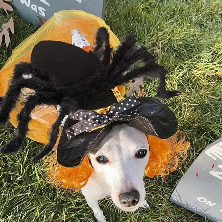 Arachnid Attack: Spooky Spider Costumes