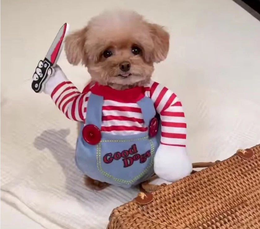 Dog Halloween Cosplay: Chucky the Deadly Doll