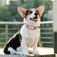 Sparkling Safety: Personalized Bling Dog Collar with Engraved ID Tag for Small & Medium Pups