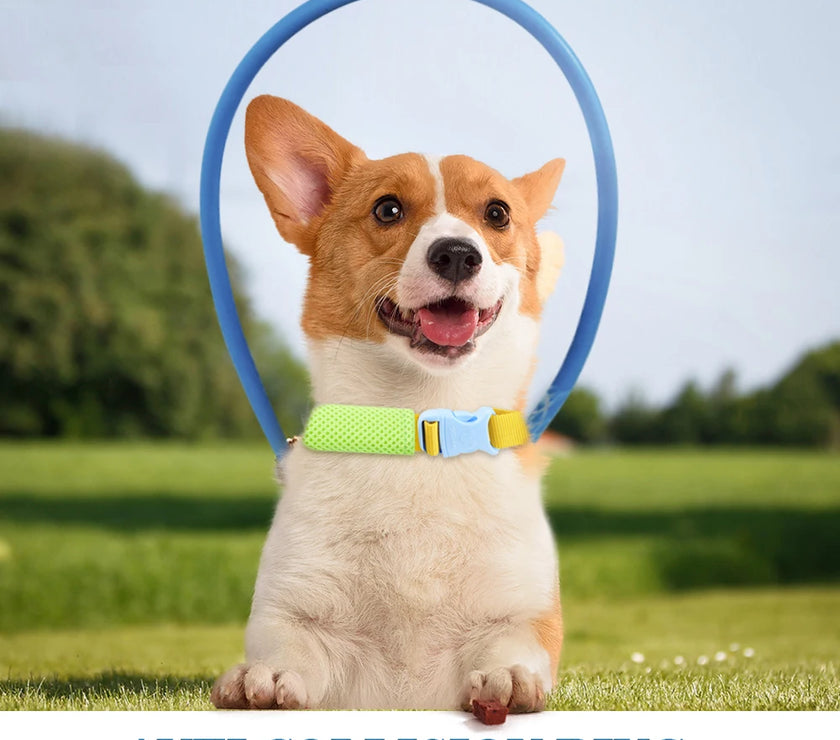 Blind Dog Halo Collar (Anti-Collision) | Safe Walks for All Sizes